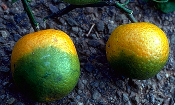 감귤녹화병(citrus greening disease)에 걸린 오렌지. 제공ㅣ구글