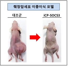 췌장암 동물모델에서의 iCP-SOCS3 항암효능