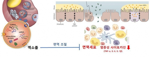 프로스테믹스의 엑소좀의 항염 효과 사진