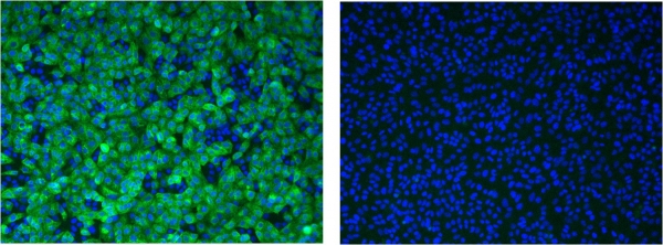 ▲세포실험에서 약물의 항바이러스 활성 확인 왼쪽 형광색이 감염된 세포, 오른쪽 파란색이 정상세포.다만, 상기는 '니클로사미드' 투여시의 사진은 아니지만, '니클로사미드'도 이와 비슷하게 활성을 목표하고 있다. (사진제공=파스퇴르연구소)