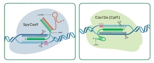 ▲사진자료: 회사의 새로운 유전자가위 ‘Cas12a’ 기술