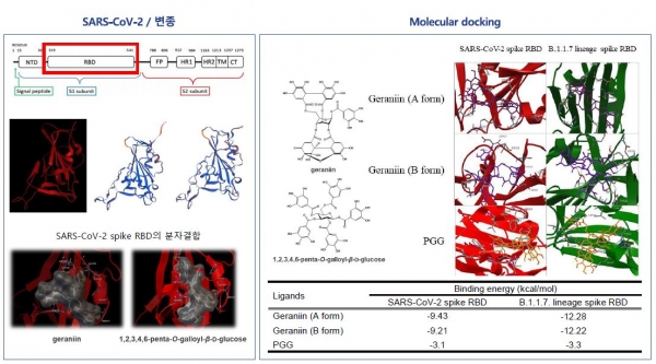 ▲제넨셀, 'ES16001' 변종 바이러스에 효과적인 항바이러스 작용 사진 설명