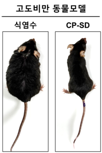 ▲그림설명: 식이요법으로 유도된 고도비만 동물모델 (왼쪽)과 CP-SD투여에 의해 체중이 감소된 동물 (오른쪽)