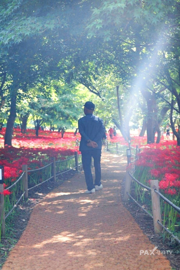 상사화는 꽃과 잎이 서로 만나지 못하는 특성 때문에 그리움과 기다림을 상징한다. 불갑산의 붉은 꽃길은 이러한 상사화의 의미와 함께 매년 가을 관광객에게 사랑의 이야기를 전하고 있다. [사진=유창수 기자]