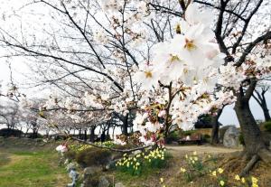 [포토] 싱그러운 벚꽃 향기 가득한 시흥의 봄 "핑크빛 산책 즐겨요"