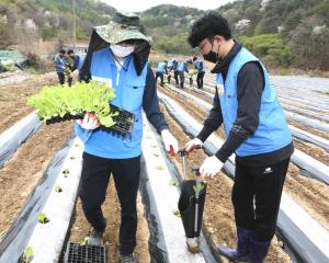 KT&G, ‘코로나 인력난’ 농가 돕기…잎담배 이식 봉사 진행